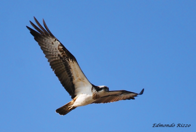 Falco pescatore